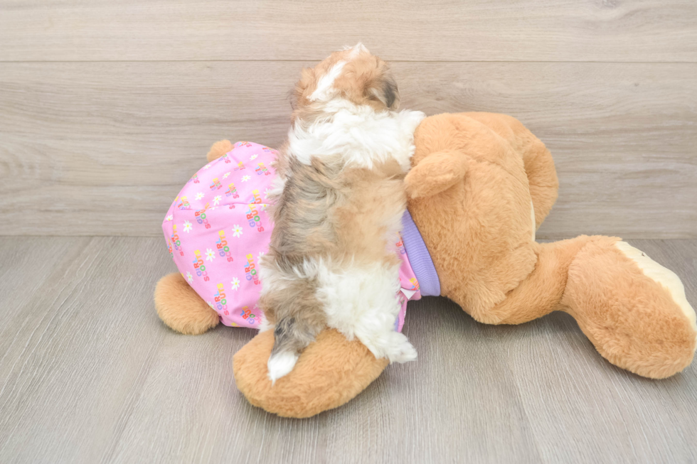 Best Maltipoo Baby