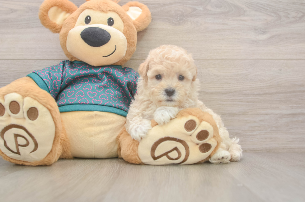 5 week old Maltipoo Puppy For Sale - Premier Pups