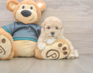 8 week old Maltipoo Puppy For Sale - Premier Pups 8 week old Maltipoo Puppy For Sale - Premier Pups