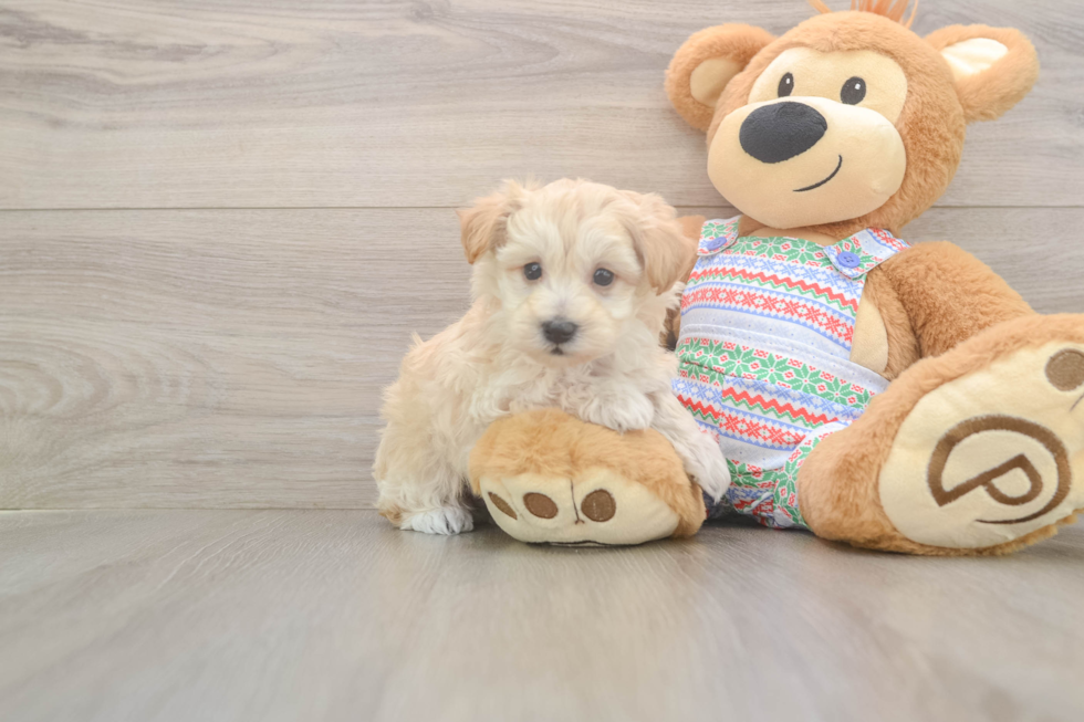 Maltipoo Pup Being Cute