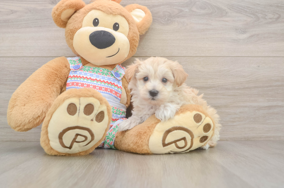 5 week old Maltipoo Puppy For Sale - Premier Pups