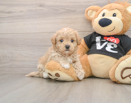 8 week old Maltipoo Puppy For Sale - Premier Pups