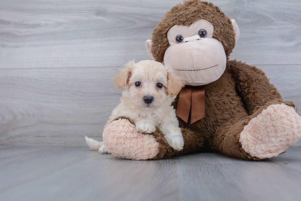 Best Maltipoo Baby