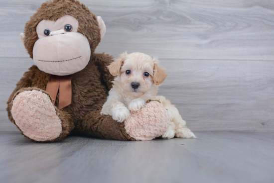 Maltipoo Puppy for Adoption