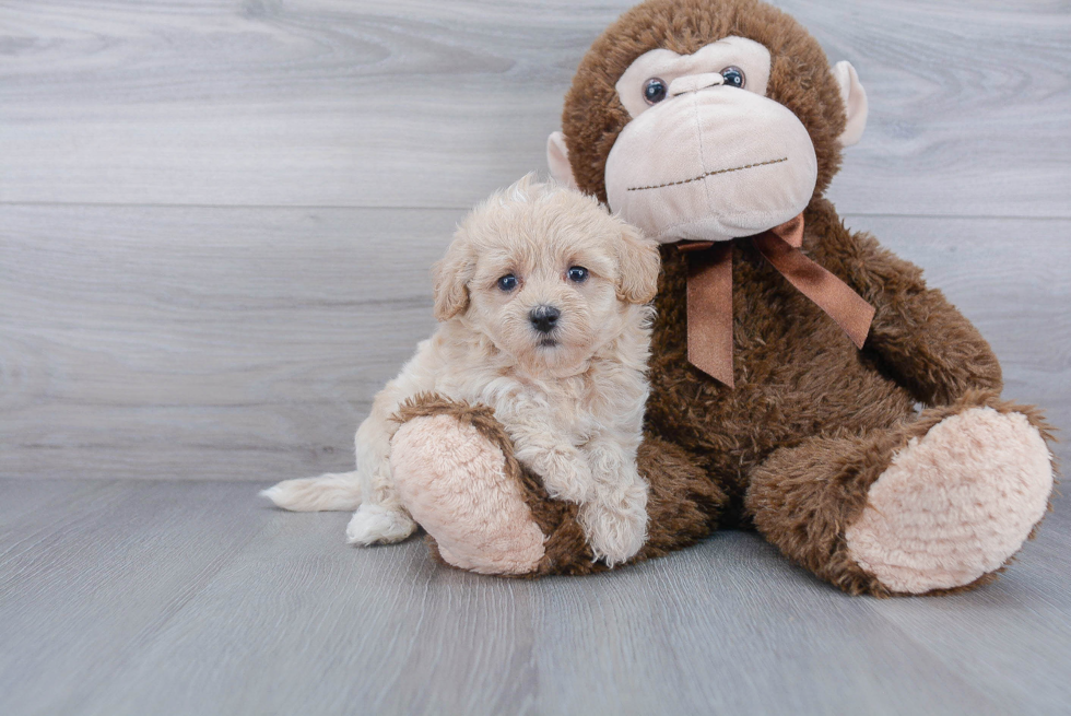 Happy Maltipoo Baby