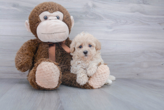 Happy Maltipoo Baby