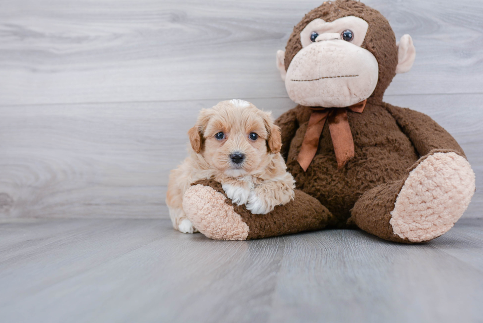 Maltipoo Puppy for Adoption