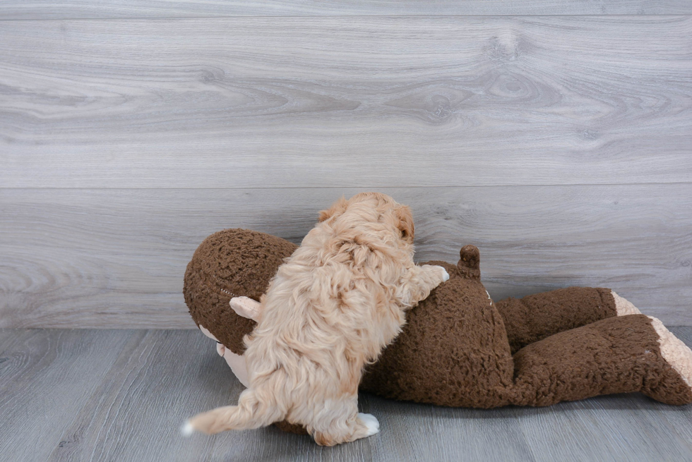 Happy Maltipoo Baby