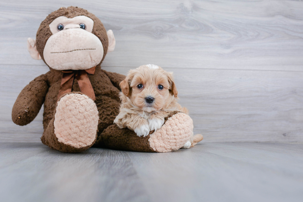 Best Maltipoo Baby