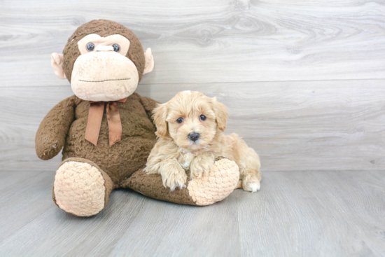 Little Maltepoo Poodle Mix Puppy