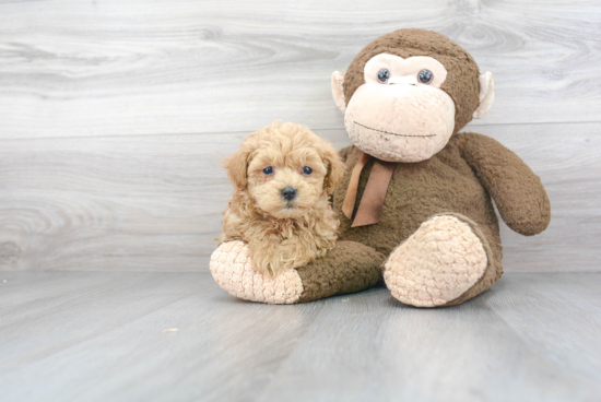 Maltipoo Pup Being Cute