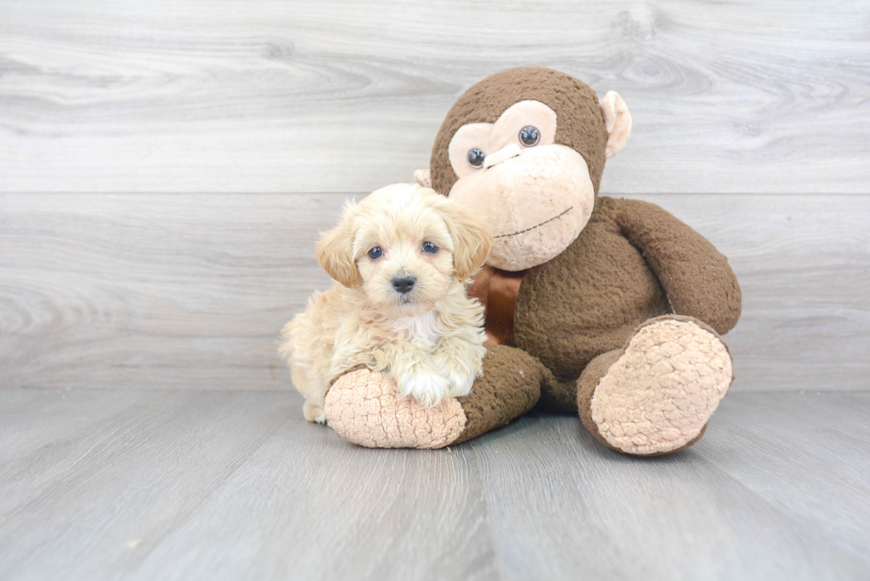 Maltipoo Pup Being Cute