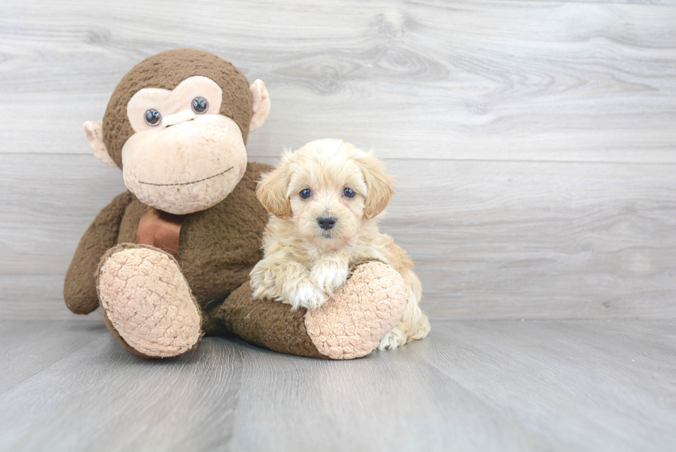 Hypoallergenic Maltepoo Poodle Mix Puppy