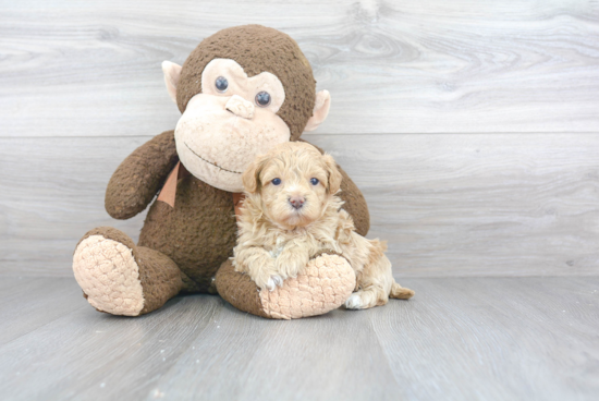 Maltipoo Pup Being Cute