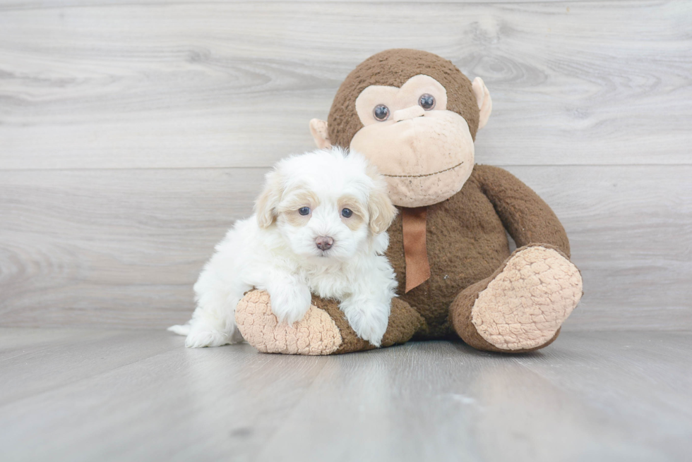 Popular Maltipoo Poodle Mix Pup