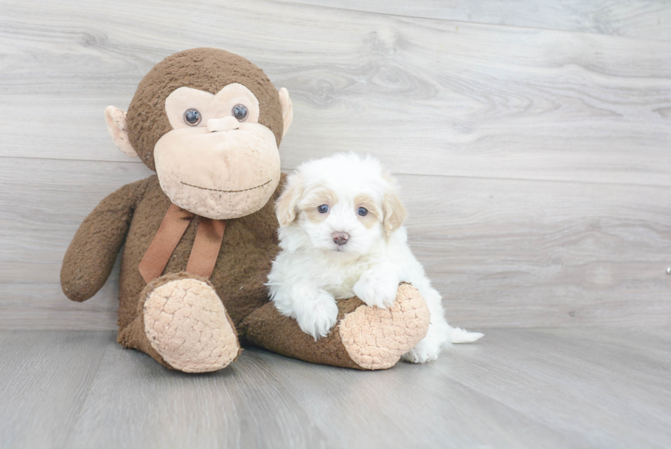 Small Maltipoo Baby