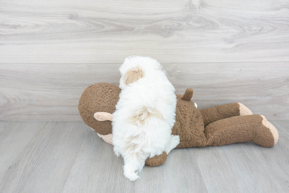 Petite Maltipoo Poodle Mix Pup