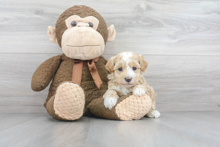 Petite Maltipoo Poodle Mix Pup