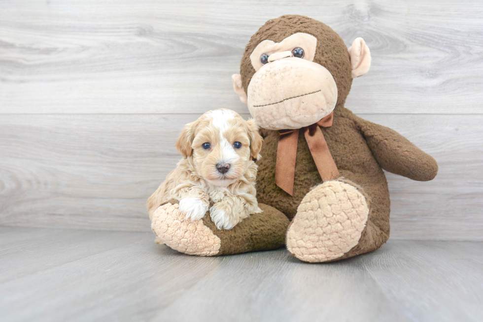 Maltipoo Pup Being Cute