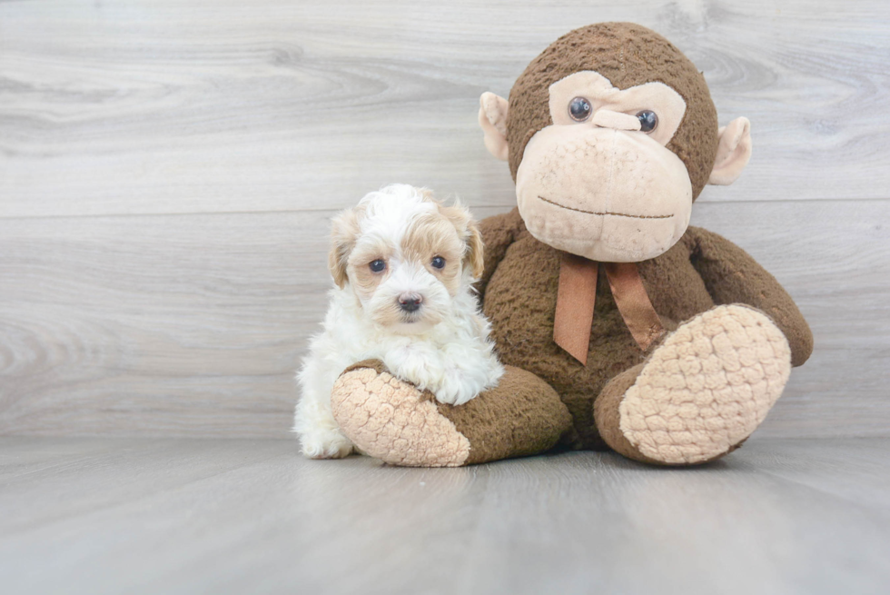 Happy Maltipoo Baby