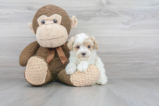 Playful Maltese Poodle Poodle Mix Puppy