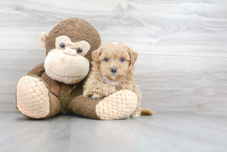 Maltipoo Pup Being Cute