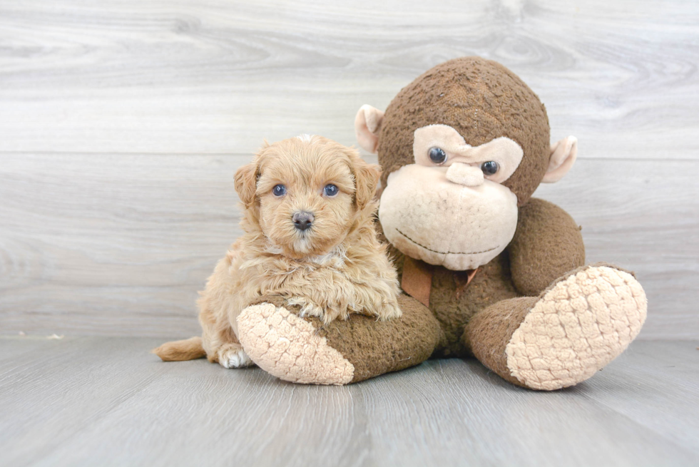 Small Maltipoo Baby