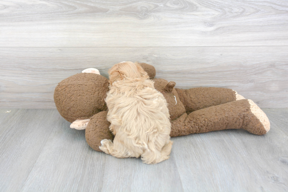 Maltipoo Pup Being Cute