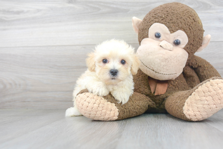 Smart Maltipoo Poodle Mix Pup