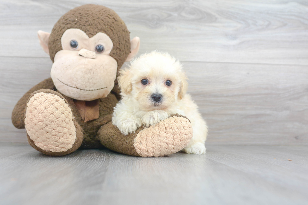 Energetic Maltese Poodle Poodle Mix Puppy