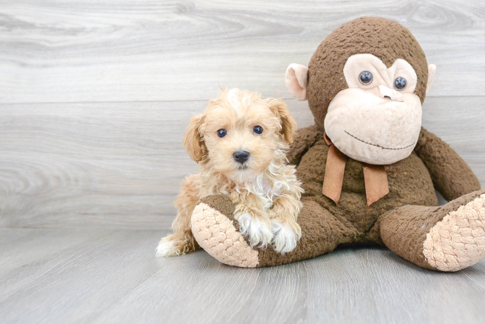 Popular Maltipoo Poodle Mix Pup