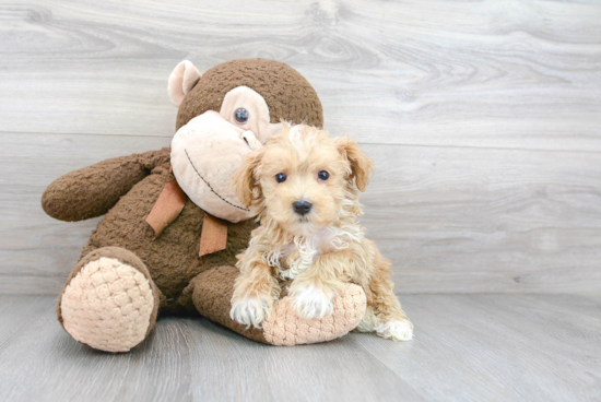 Best Maltipoo Baby