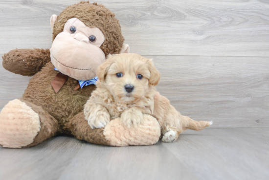 Small Maltipoo Baby