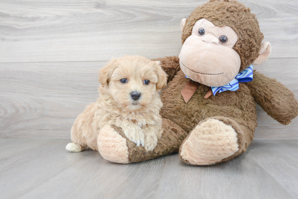 Smart Maltipoo Poodle Mix Pup