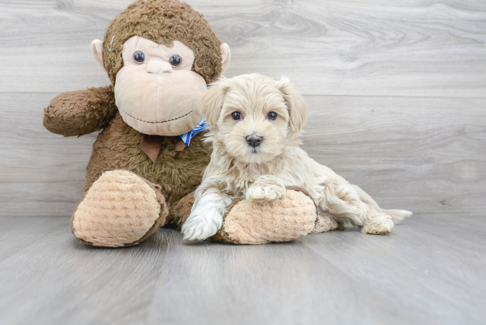 Popular Maltipoo Poodle Mix Pup