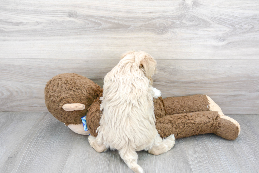 Maltipoo Pup Being Cute