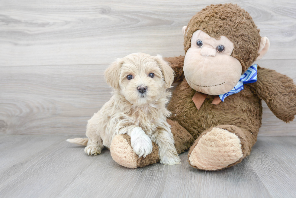 Friendly Maltipoo Baby