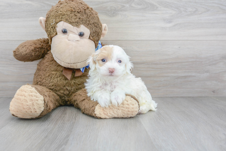 Maltipoo Pup Being Cute