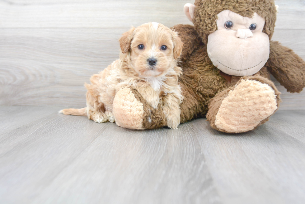 Best Maltipoo Baby