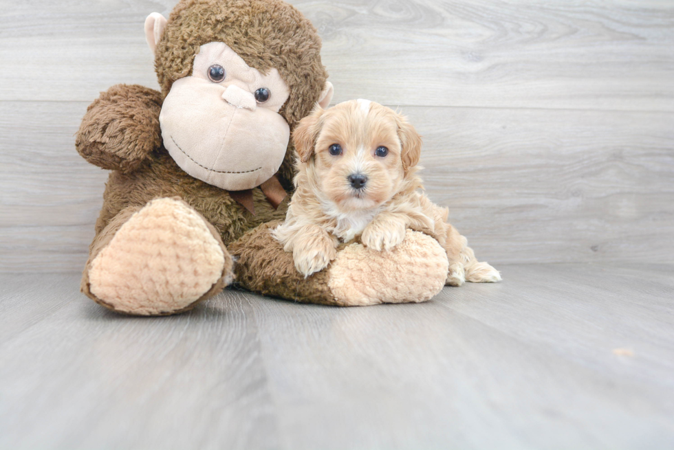 Maltipoo Puppy for Adoption