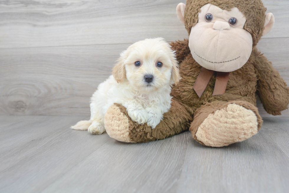 Best Maltipoo Baby
