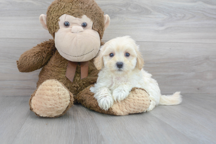 Maltipoo Puppy for Adoption