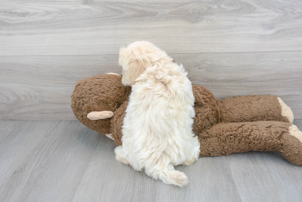 Cute Maltepoo Poodle Mix Puppy