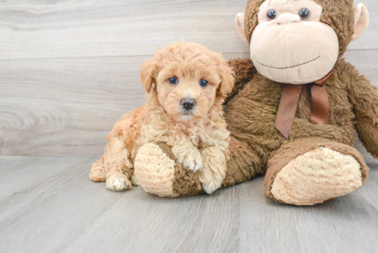 Maltipoo Pup Being Cute