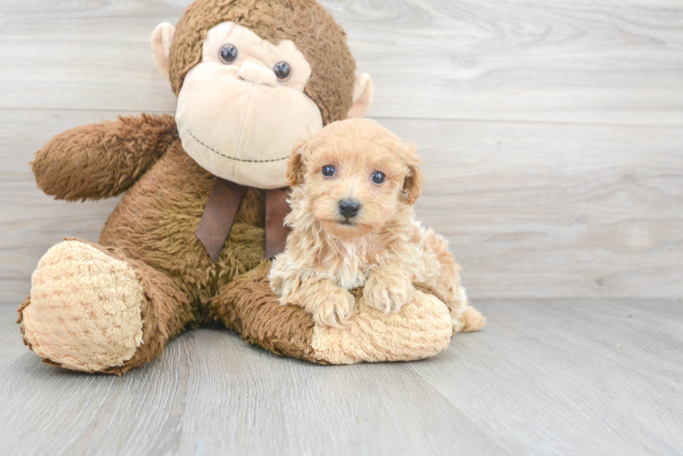 Small Maltipoo Baby