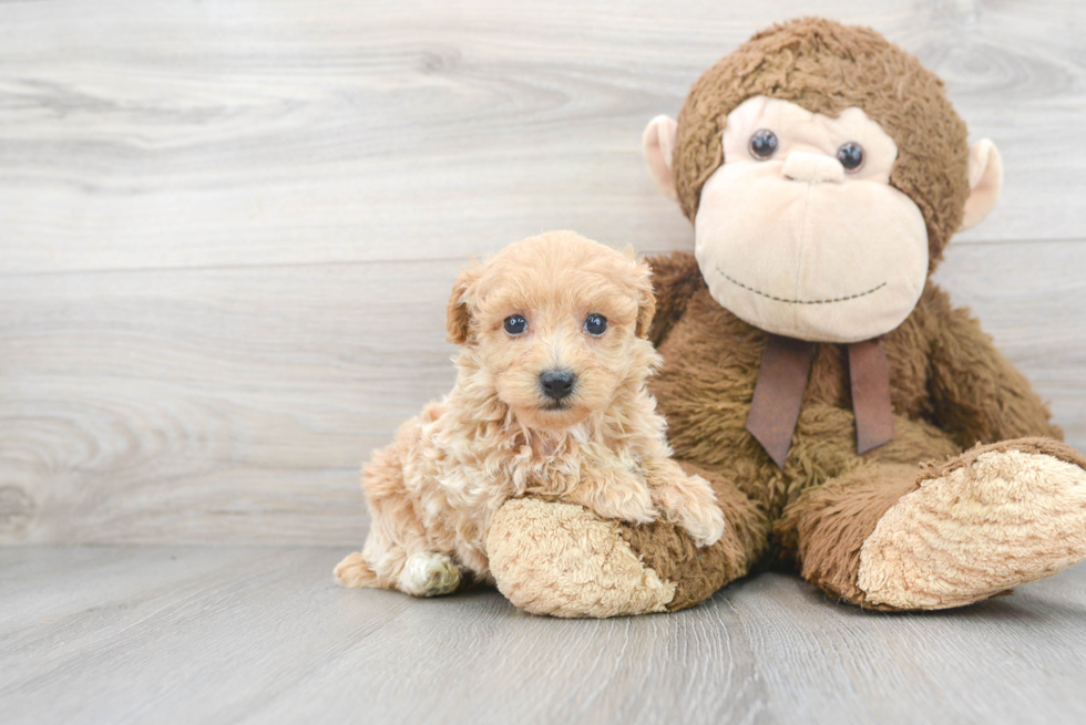 Little Maltepoo Poodle Mix Puppy