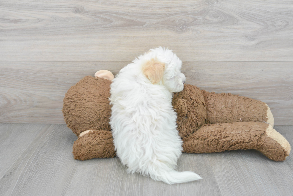 Energetic Maltese Poodle Poodle Mix Puppy