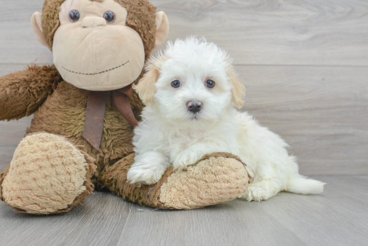 Best Maltipoo Baby