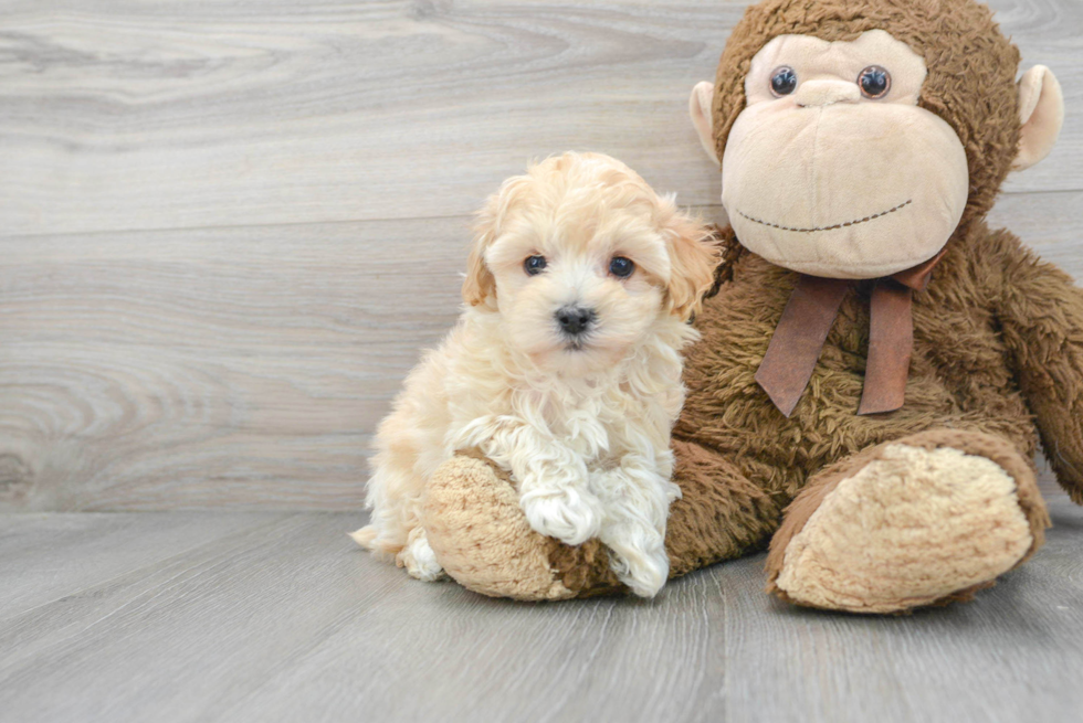 Best Maltipoo Baby