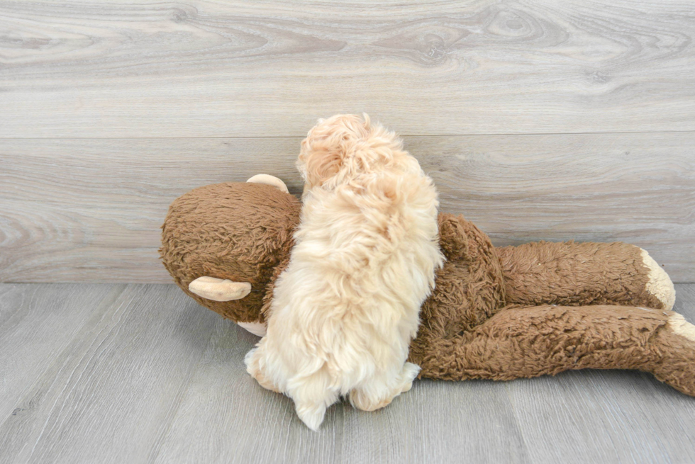 Maltipoo Pup Being Cute